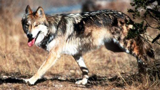 U.S. Fish and Wildlife faulted for Mexican gray wolf population efforts in Arizona